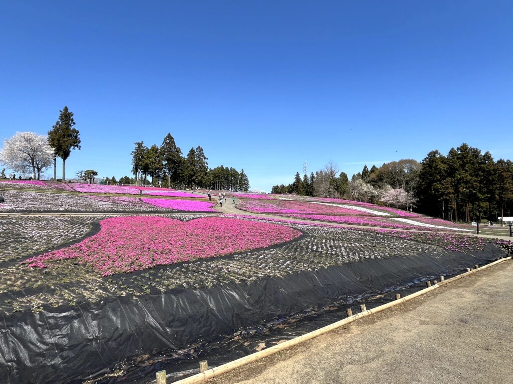 芝桜の丘