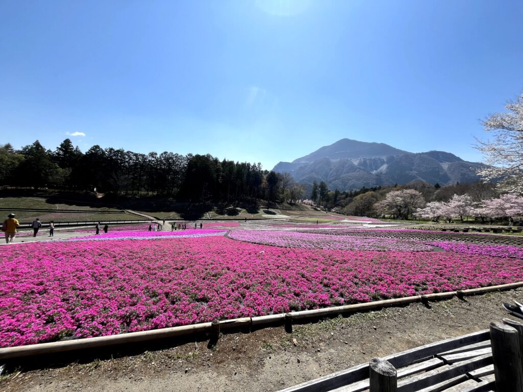 芝桜の丘